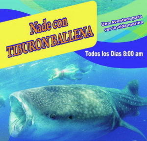 Snorkelers swimming beside a giant whale shark in the Mexican Caribbean off Cancun during summer season, June to September