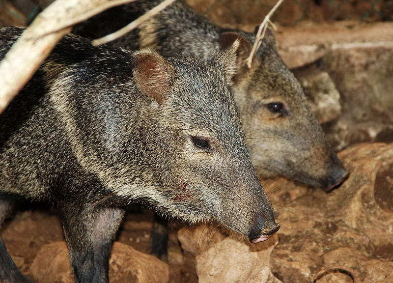 Two collared peccaries roaming freely in the wildlife area of Aktun Chen jungle park near Akumal