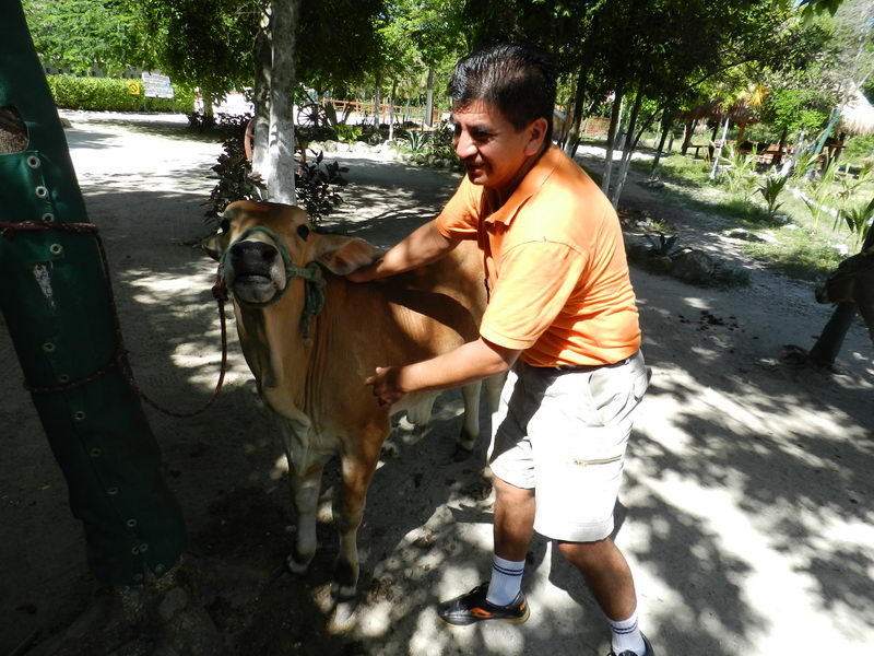 Rider on a docile horse on the beach at Maroma, Riviera Maya, with a palm-lined coast