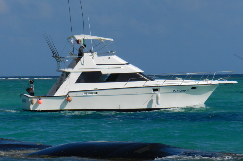 A white sportfishing boat named 'Pelicano II' with a flybridge and outriggers seen from the side, an angler standing on the bow, moving across green-blue open sea.