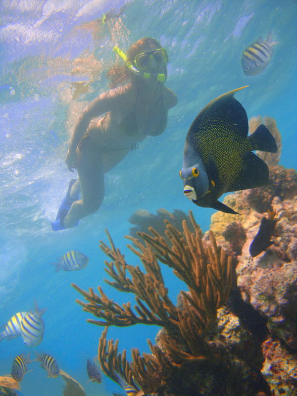 Snorkeler swims with a French angelfish and sergeant majors above the Maroma coral reef in turquoise Caribbean water off Playa del Carmen