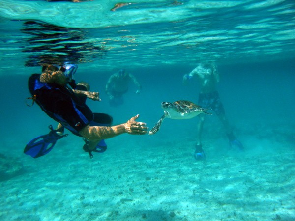 Underwater photo of snorkelers meeting a small green sea turtle in clear turquoise shallows: one freediver in fins reaches toward the turtle while two more swimmers float at the surface over a sandy bottom.