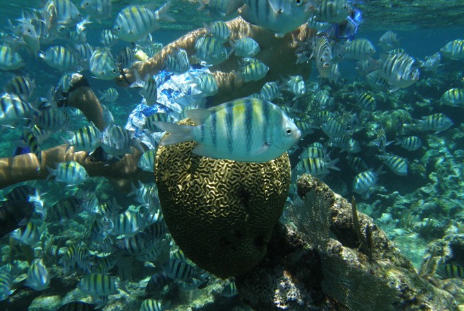 Underwater scene of a large school of yellow-and-black striped sergeant major fish crowding around a brain coral head, with snorkelers' arms and bodies visible behind the fish in clear water.