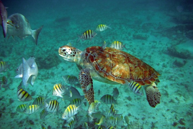 Sea turtle with reddish-brown shell swimming just above a sandy seabed surrounded by striped sergeant major fish and gray snappers in clear blue-green water.