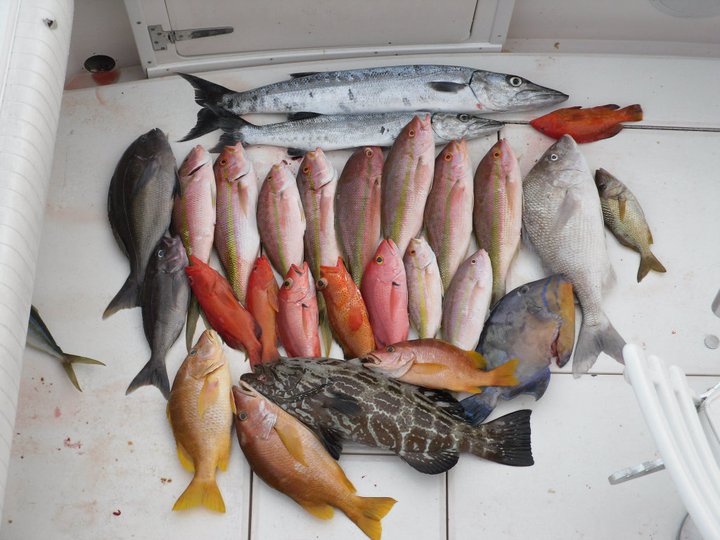 Colorida captura de pargo, mero y barracuda dispuesta sobre la cubierta tras una jornada de pesca de altura frente a la isla de Cozumel